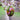 Ukrainian painted egg -handmade decorative eggs collection