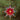 Photo Christmas star wooden painted ornament Christmas star wooden painted ornament