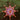 Photo Nostalgic Christmas tree decorations star, hand-painted Nostalgic Christmas tree decorations star, hand-painted