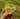 Photo Broche oiseau en bois à motif floral Broche oiseau en bois à motif floral