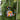 Photo Lustige schwarze Katze Christbaumschmuck Lustige schwarze Katze Christbaumschmuck