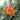 Photo Red and gold Christmas tree decorations star made of wood - Ukrainian handicrafts Red and gold Christmas tree decorations star made of wood - Ukrainian handicrafts
