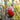 Photo Black wooden Easter egg pysanka painted with red barries Black wooden Easter egg pysanka painted with red barries