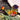 Photo Bird Easter wooden decoration hand painted Bird Easter wooden decoration hand painted