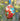 Photo Eco-freindly Easter egg painted with the rooster pattern Eco-freindly Easter egg painted with the rooster pattern
