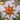 Photo Red and gold Christmas tree decorations star made of wood - Ukrainian handicrafts Red and gold Christmas tree decorations star made of wood - Ukrainian handicrafts